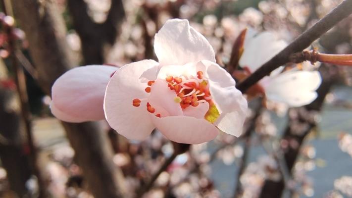 淮南春暖花開