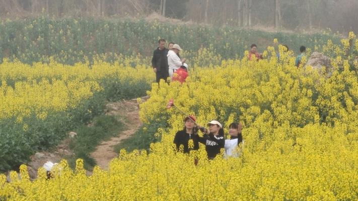 百花迎春綻放