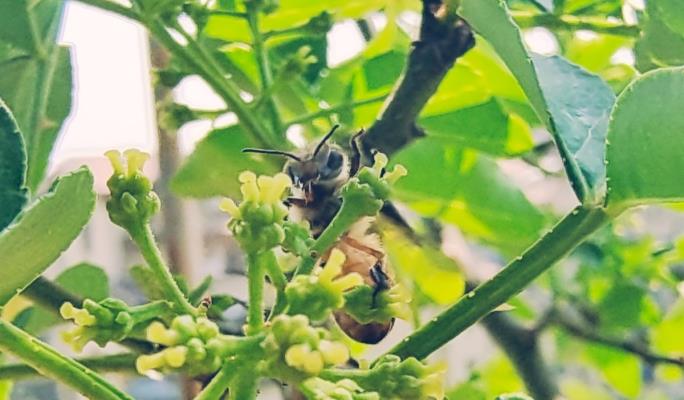 辛勤的園丁～忙碌著小蜜蜂