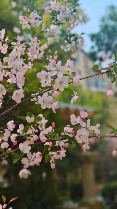 小區(qū)踏春