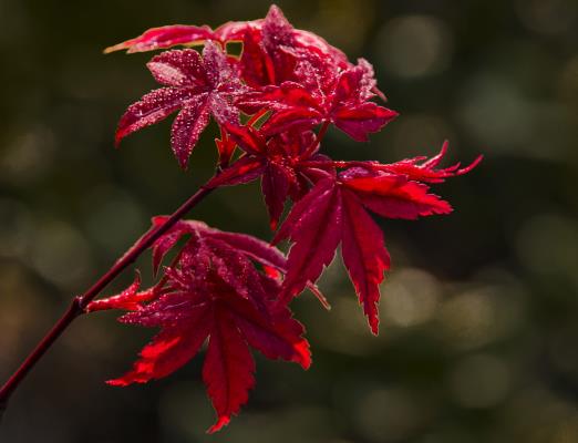 紅葉