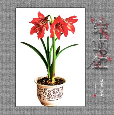 朱頂紅