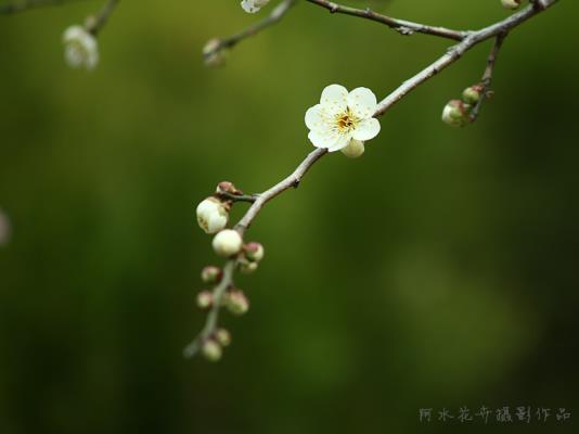 春梅一組