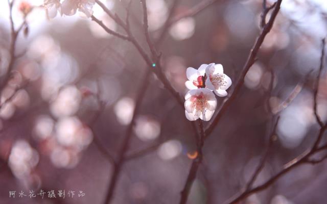 光影梅花一組
