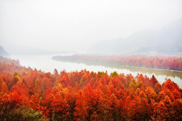 晨拍紅樹林