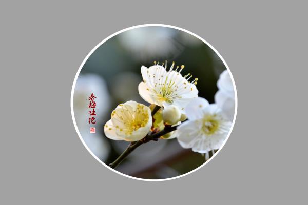 春梅吐艷