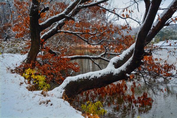 雪中紅葉分外嬌