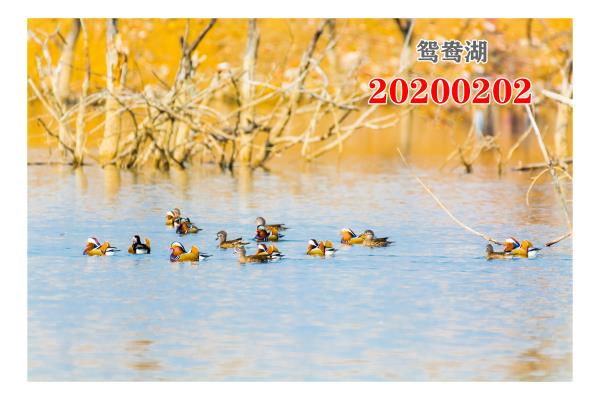 鴛鴦湖20200202