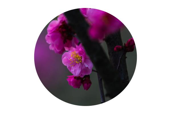 紅梅醉春