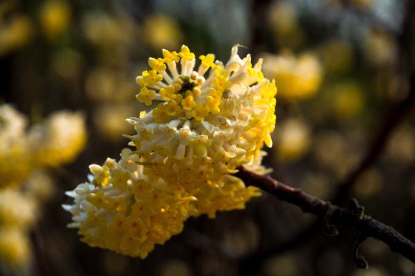 結香花的傳說