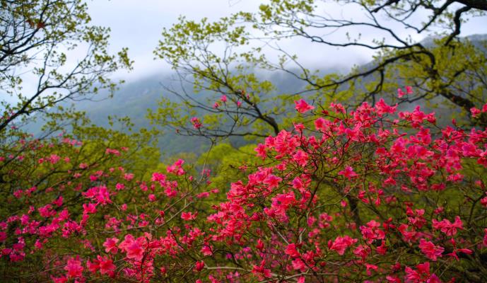 馬鬃嶺印象