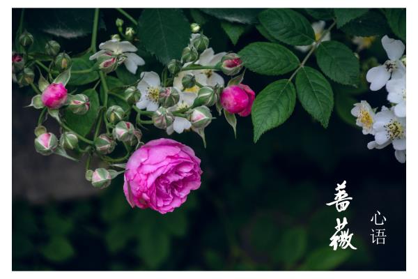 薔薇心語