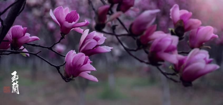 玉蘭花語(yǔ)（攝影）