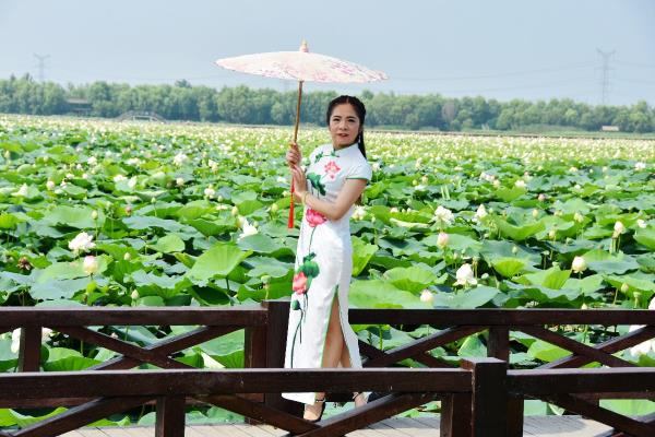 焦崗湖 賞荷