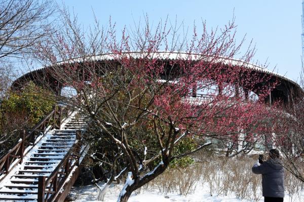 淮南：踏雪尋梅 樂享“梅”好時光