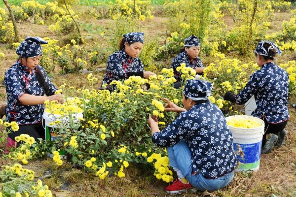 淮南祁集鎮：菊花綻放 致富村民