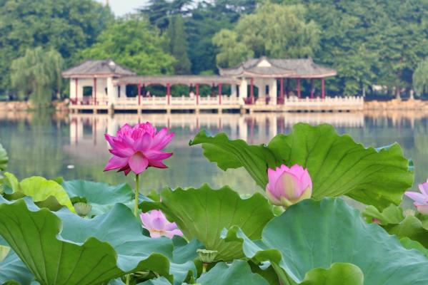 荷映龍湖