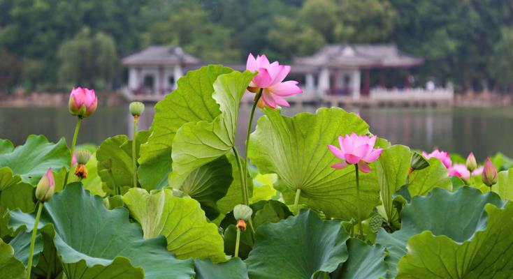 龍湖荷香