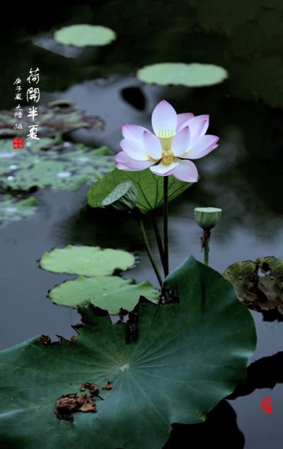 荷開半夏