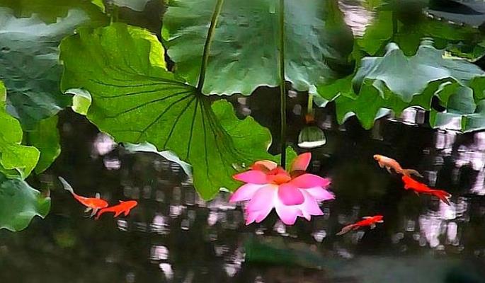 魚戲蓮葉東