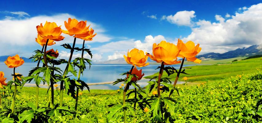 花海賽里木湖