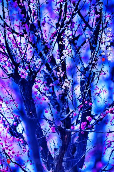 梅花歡喜滿天雪