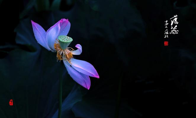 荷·護蕊