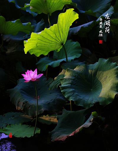 龍湖荷