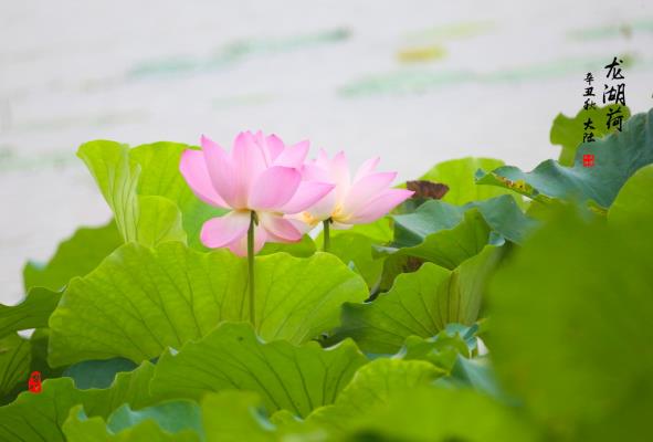 龍湖荷