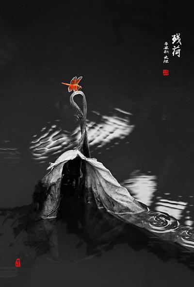 殘荷