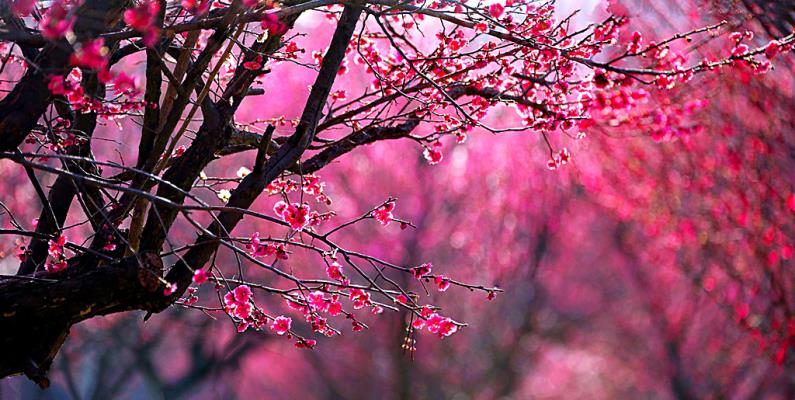 春染梅嶺早  花勝去年紅