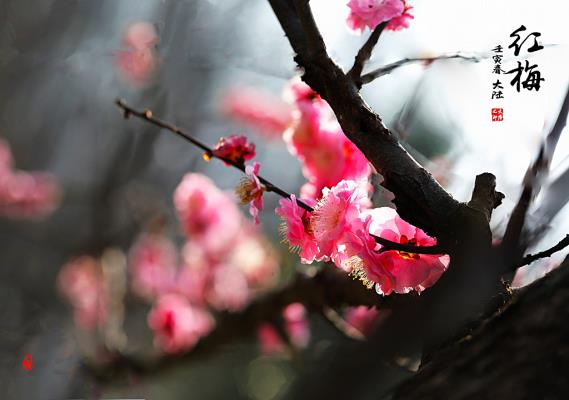 紅梅