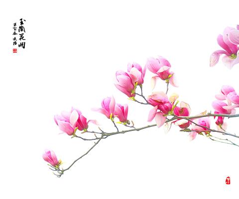 玉蘭花開