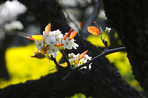 春分：梨花綻放正當時