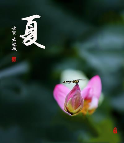 夏·荷