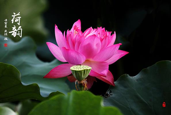 龍湖荷