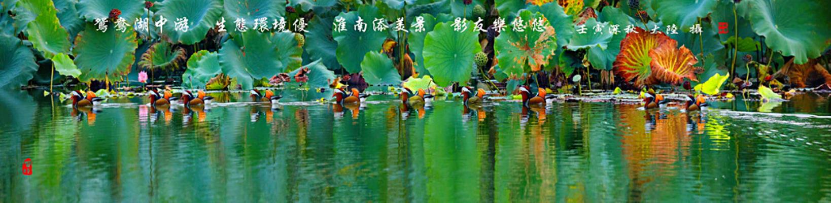 鴛鴦湖中游  生態(tài)環(huán)境優(yōu)