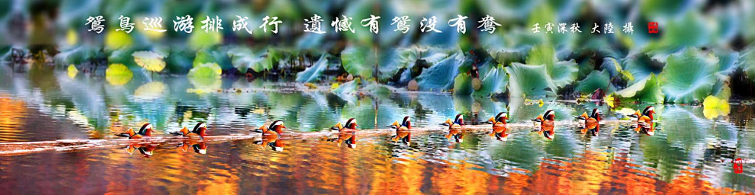 鴛鳥(niǎo)巡游排成行