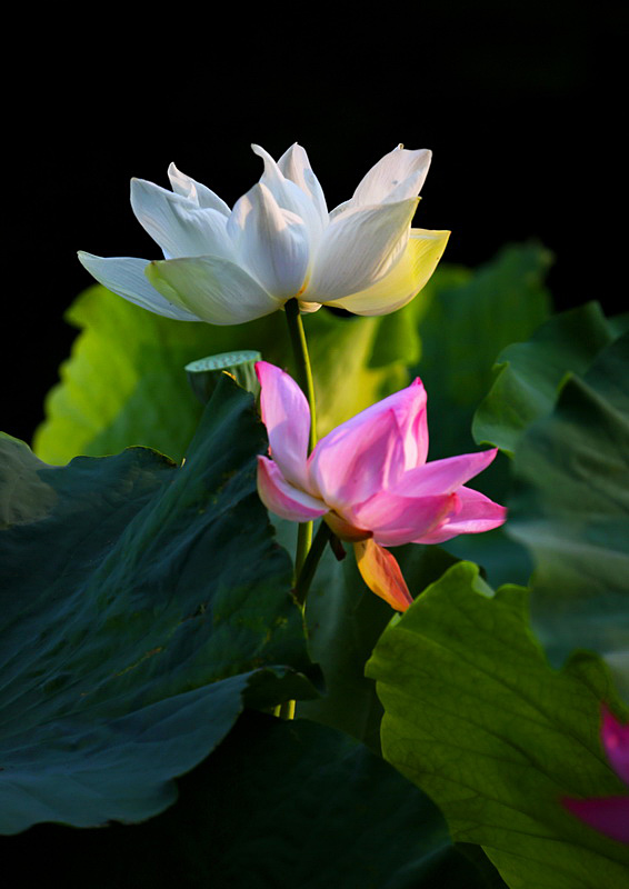 A17A4507_全景圖0_調整大小.jpg
