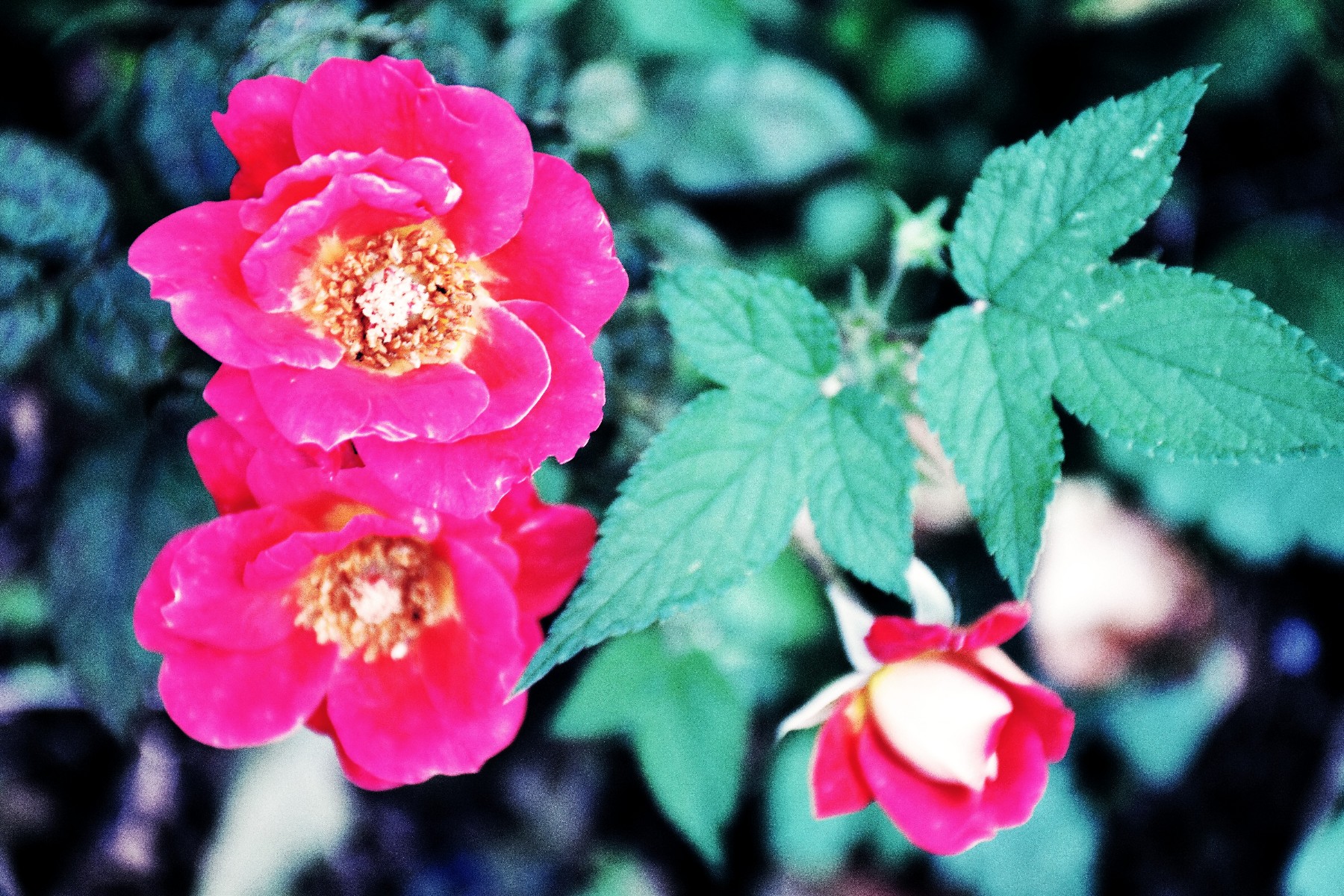 DSC_0071_conew2.jpg