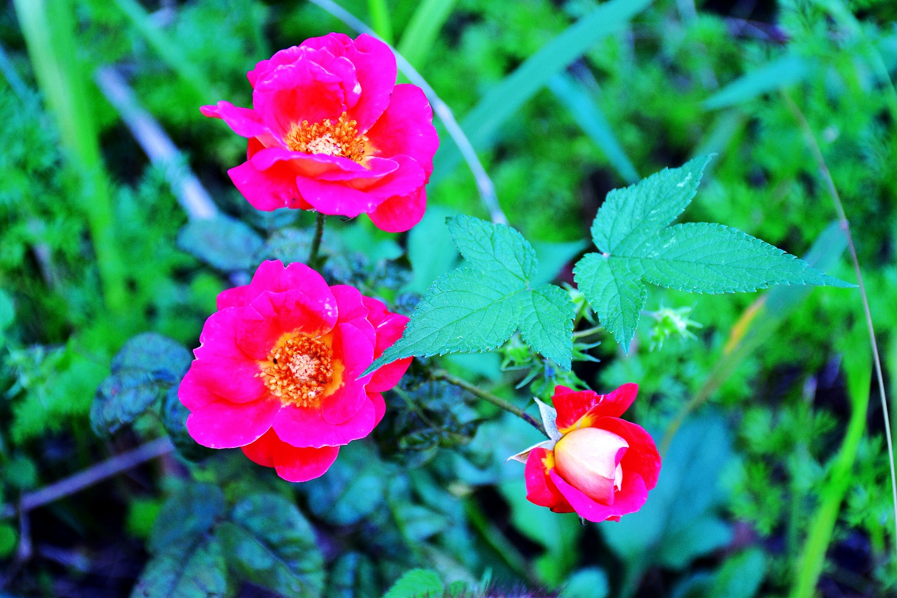 DSC_0069_conew1.jpg