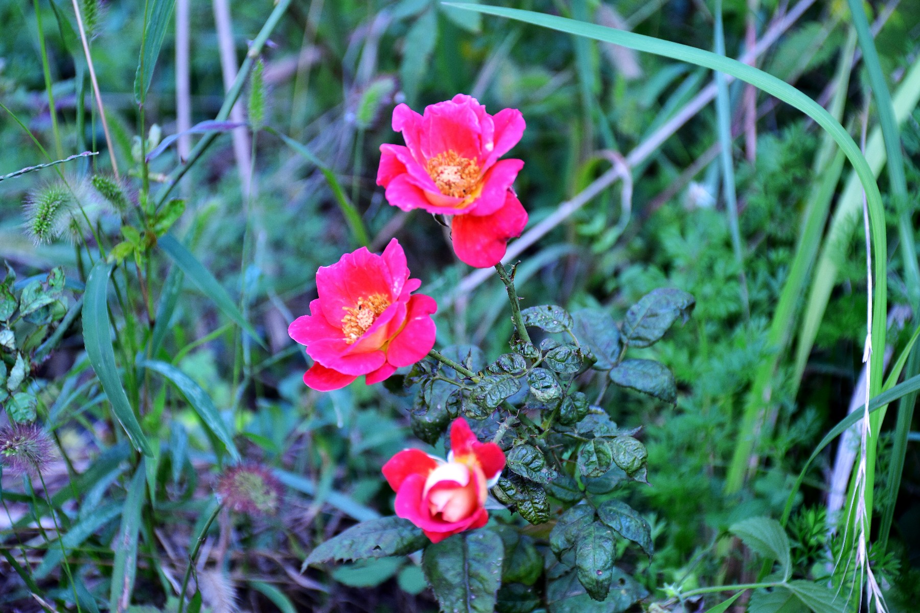 DSC_0073_conew1.jpg