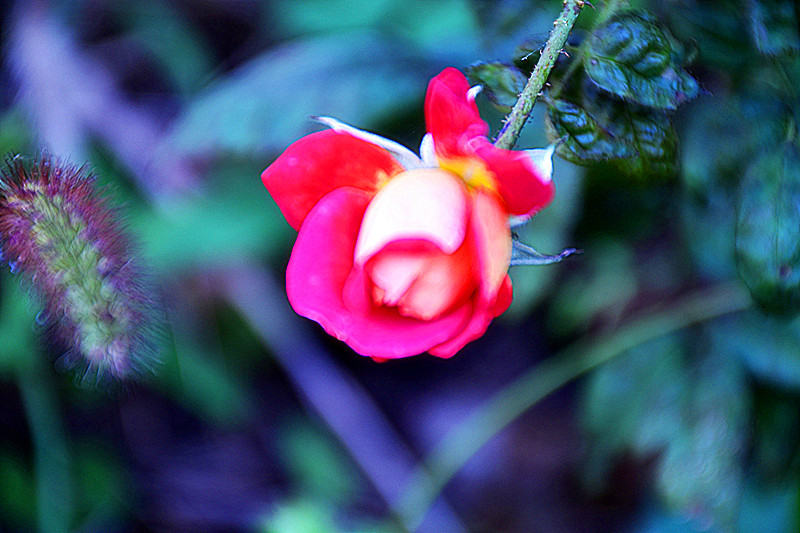 DSC_0076_conew1_副本.jpg