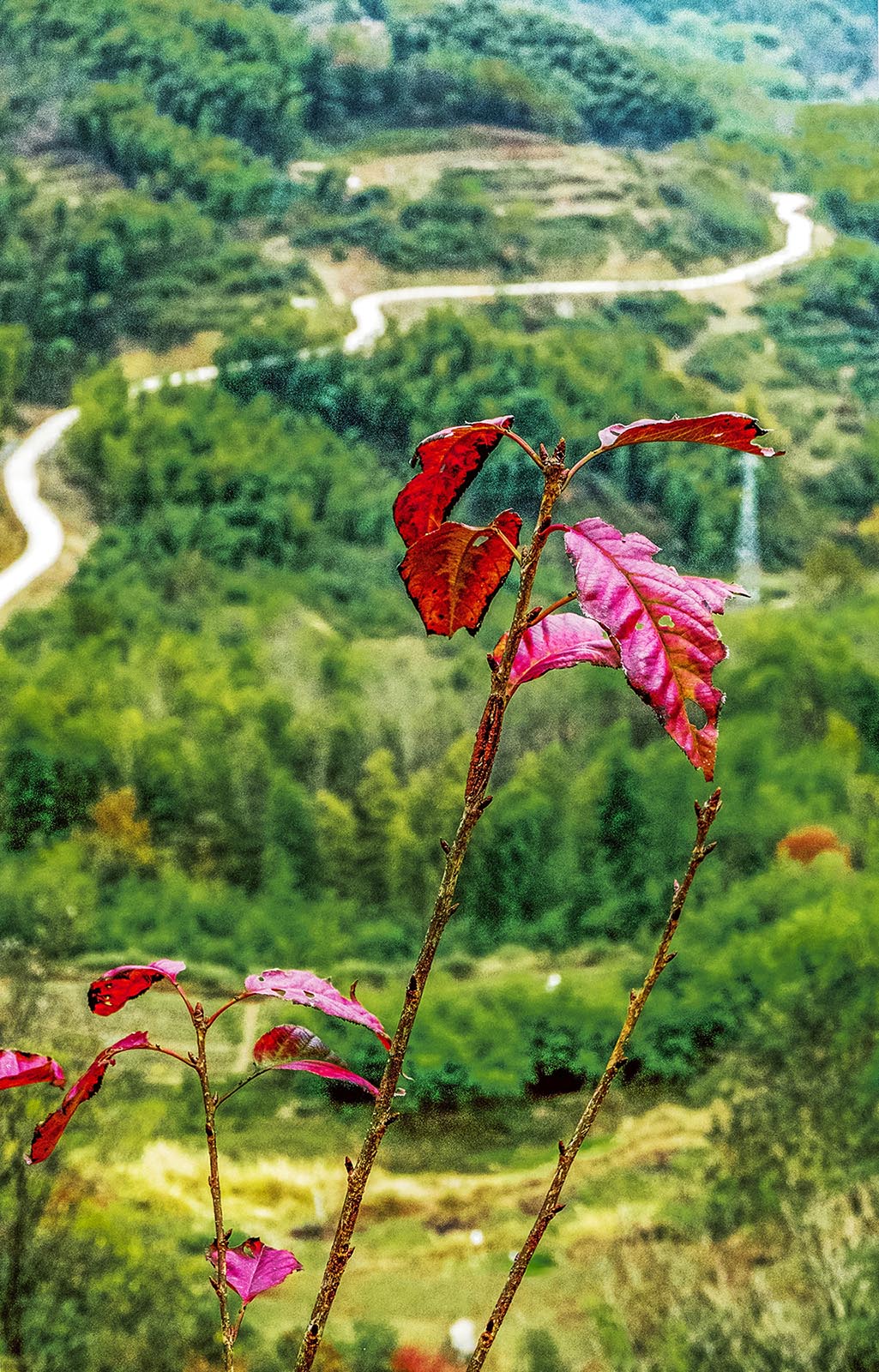 楓與路_1800.jpg