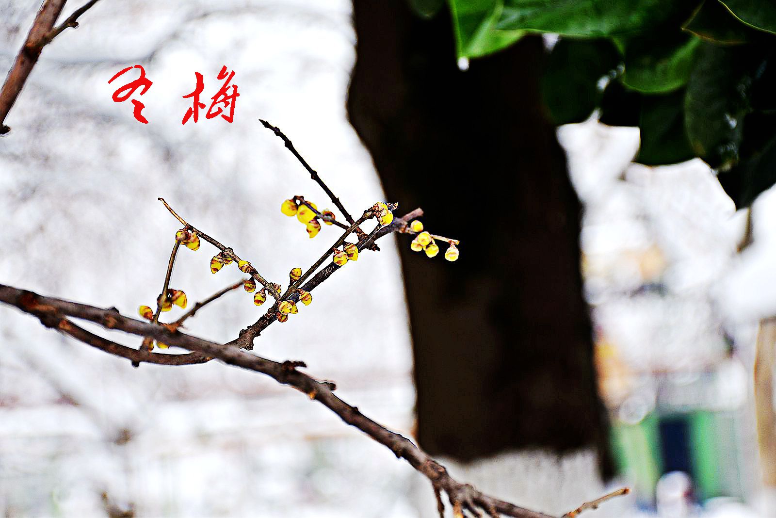 DSC_0527副本_副本_副本.jpg