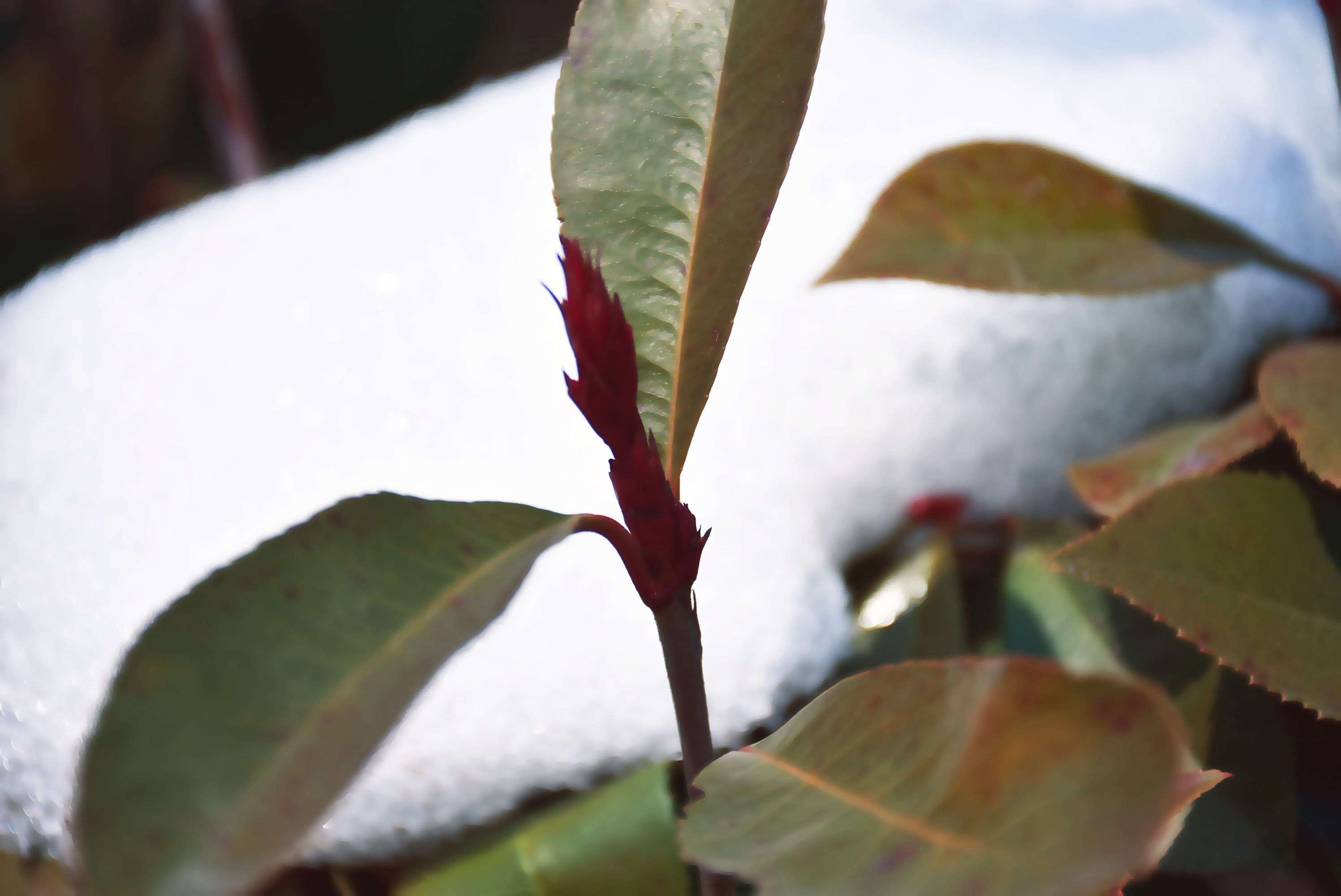 DSC_0019.png