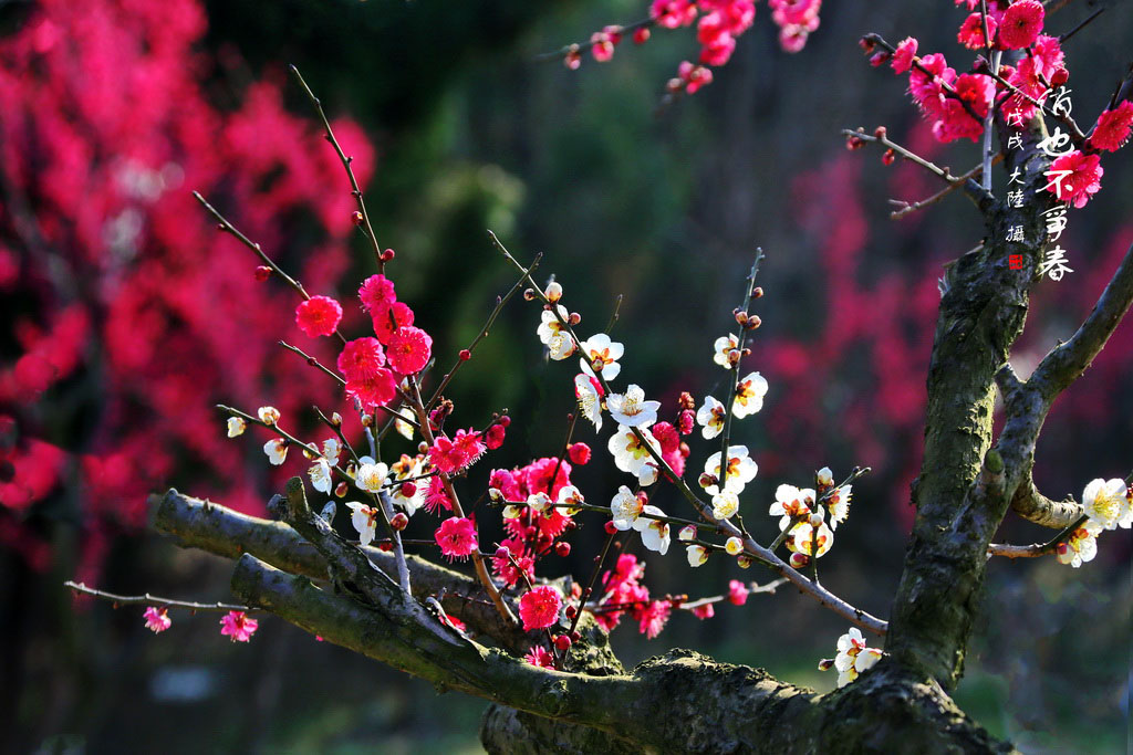 01IMG_5328 - 副本_調(diào)整大小.JPG