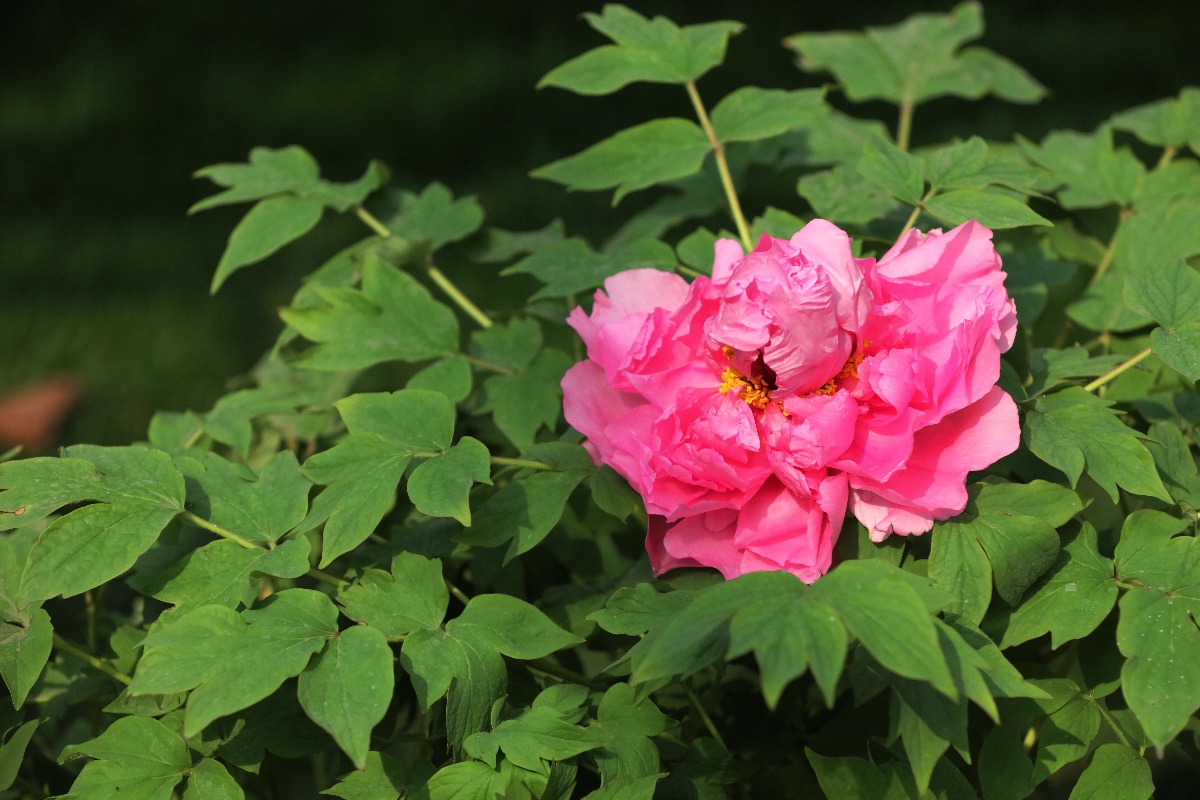 7FA434BF-1893-433B-AC10-F52417560179.jpeg