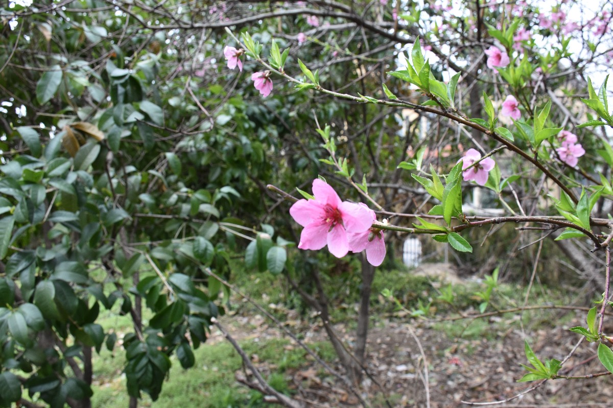 DSC_0275.JPG DSC_0275.JPG