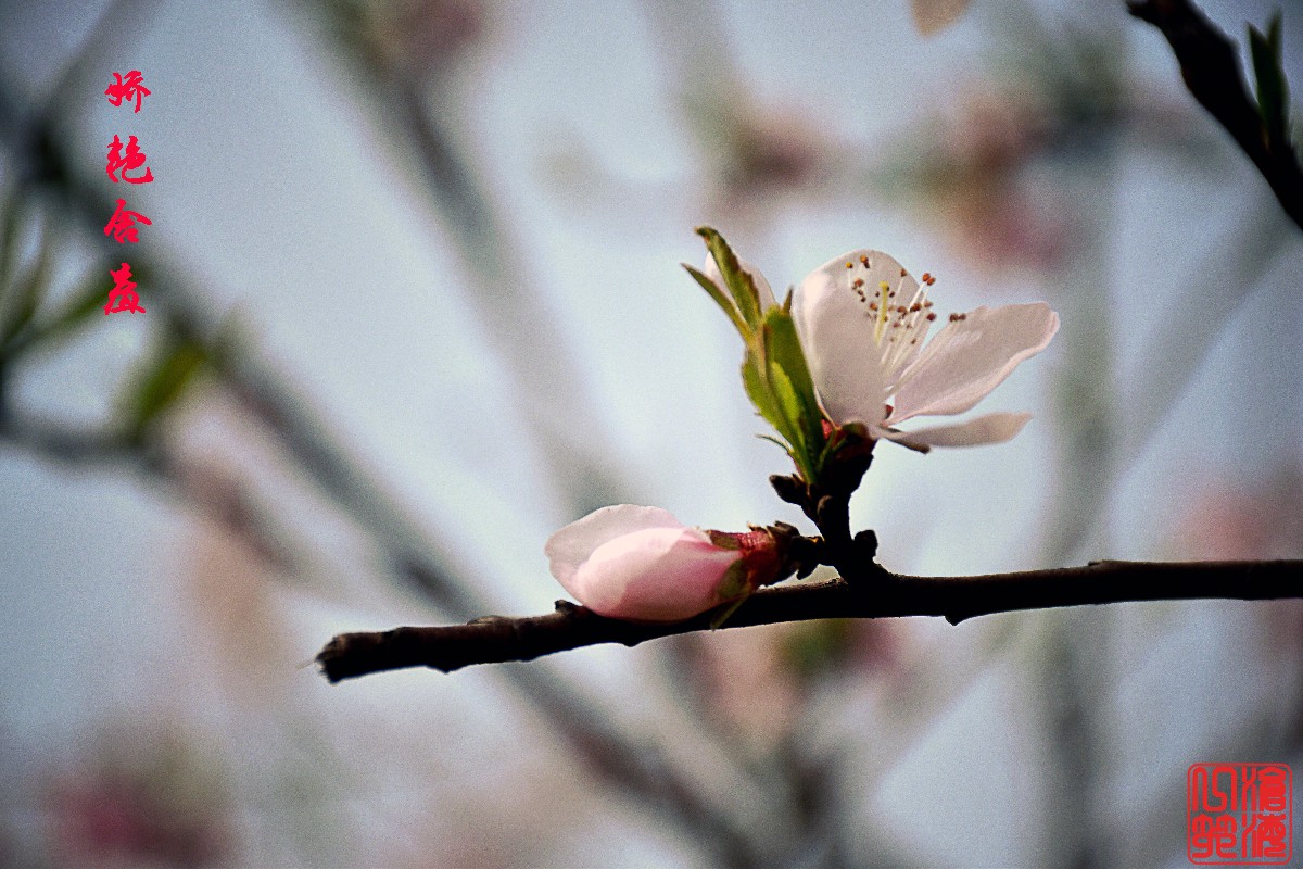 DSC_0228.JPG